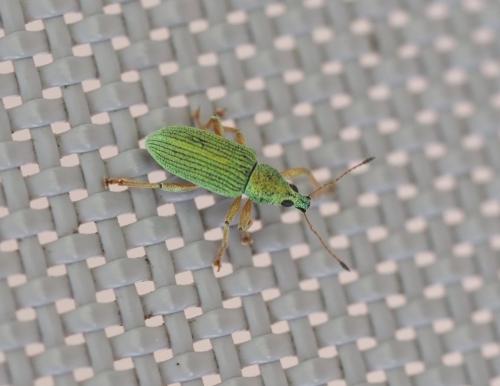 Réf. 322 654 : Polydrusus formosus